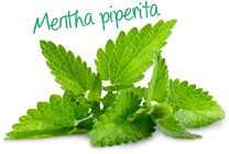 Mentha Piperita